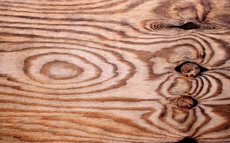 Mint Explainer: Why India’s plywood industry faces an environmental crackdown