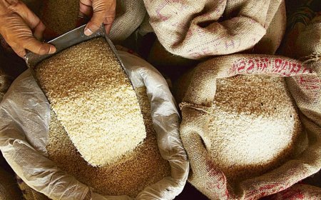 Israel-Iran War: Adani Wilmar, GRM Overseas to Kaveri Seeds — Why Are Rice Exporter Stocks Under Pressure?