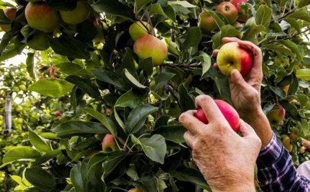 Missing snow, too much rain: Himachal’s apple crop feels the squeeze