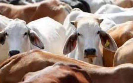 Non-veg milk’: What it is and why it’s the key sticking point in the India–US trade deal