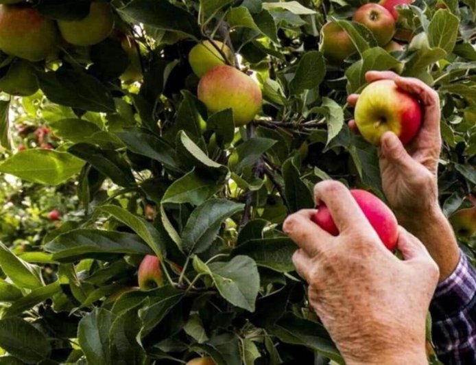 Missing snow, too much rain: Himachal’s apple crop feels the squeeze