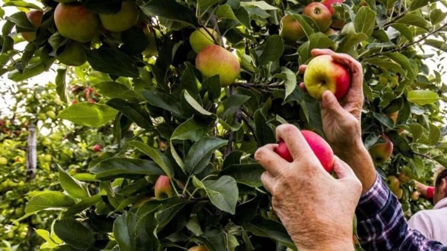 Missing snow, too much rain: Himachal’s apple crop feels the squeeze