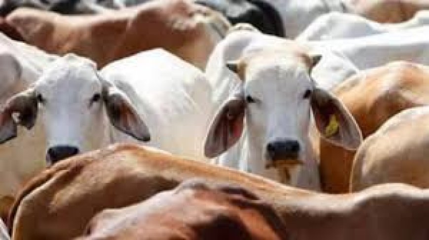 Non-veg milk’: What it is and why it’s the key sticking point in the India–US trade deal